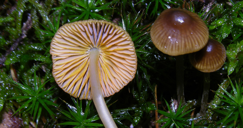 Alcune Mycena.